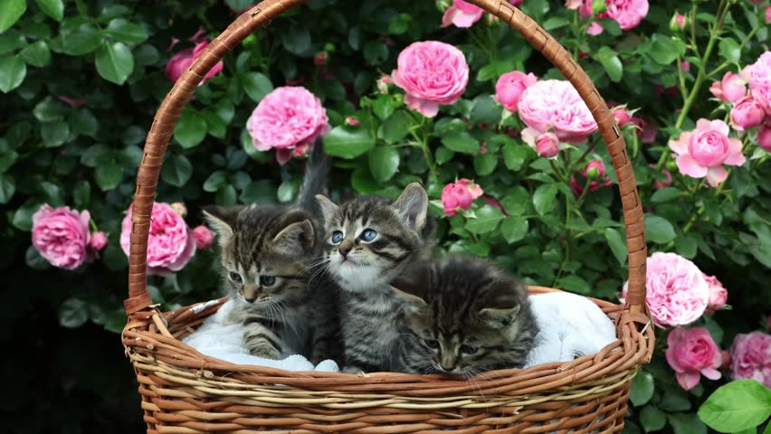 Kittens in Basket on Green Background with Pink Blooming Roses. Three Young Cats Resting in Basket Outdoors in Sunny Flower Garden. Domestic Striped Kittens in Straw Basket in Floral Garden Scene