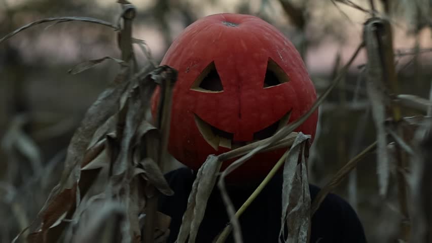 Halloween party celebration. Man with carved pumpkin head has fun at autumn dry corn field. Creepy spooky orange pumpkin mask for carnival, cut-out eyes, nose and mouth, Jack o Lantern. Trick o treat
