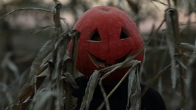 Halloween party celebration. Man with carved pumpkin head has fun at autumn dry corn field. Creepy spooky orange pumpkin mask for carnival, cut-out eyes, nose and mouth, Jack o Lantern. Trick o treat - Powered by Shutterstock - Get 15% off with code: PIKWIZARD15