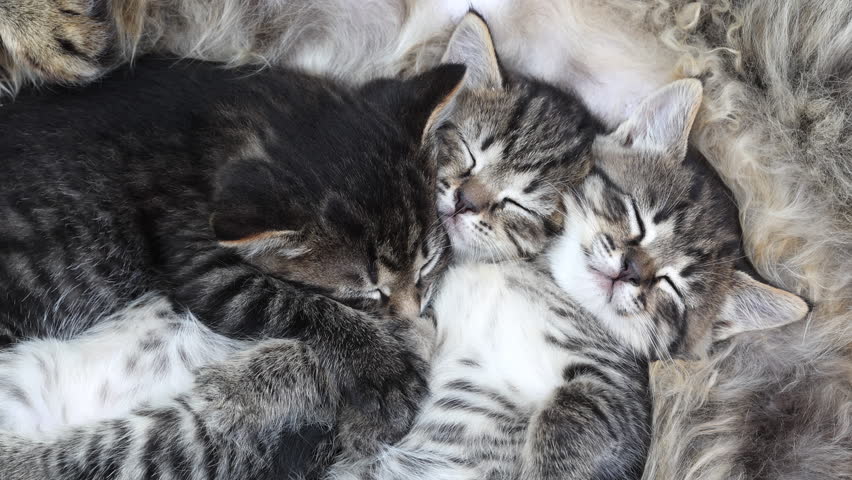 Three Tabby Kittens Sleeping Peacefully on Their Mother’s Fur in a Cozy Moment. Sleepy Striped Kittens Resting Comfortably on Their Mother, Surrounded by Warmth and Love