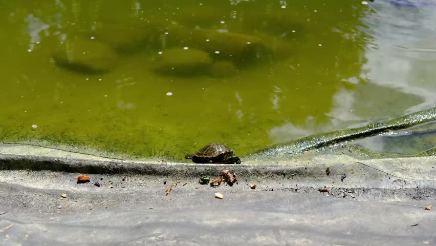 Red-eared turtles swim in a small pond and walk along the shore. Wildlife. Horizontal video