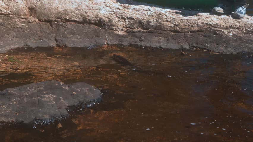 A shallow rocky shoreline with red granite as a fisherman battles a pickerel in clear water near Timmons, Ontario