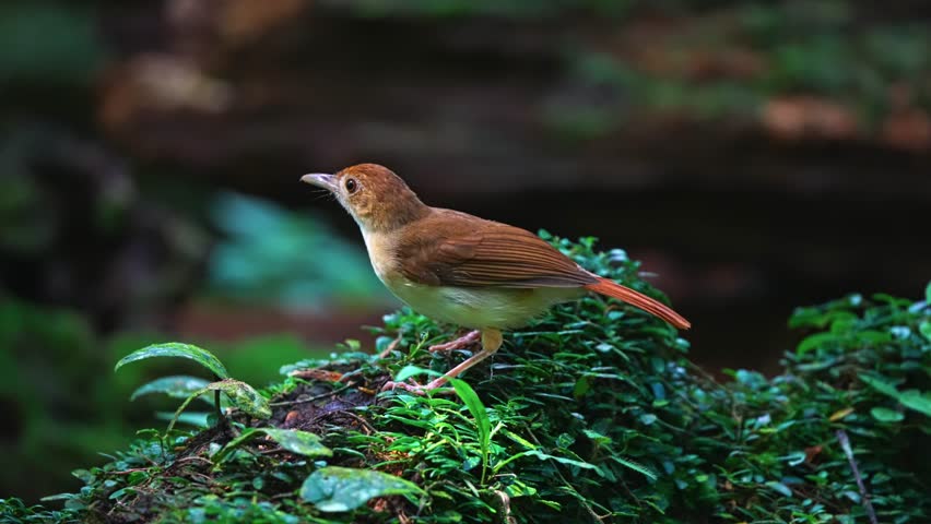 Close-up View Of Ferruginous Babbler Bird In Tropical Moist Lowland Forests.