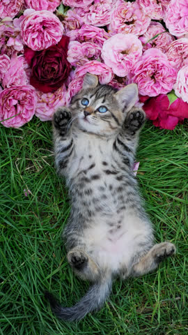Adorable Kitten with its Paws Up, Snuggled on a Pillow of Roses, Looking Up with Curiosity. Fluffy Tabby Kitten Relaxing on a Bed of Pink Flowers. Kitten Lying on Roses Vertical Video