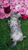 Adorable Kitten with its Paws Up, Snuggled on a Pillow of Roses, Looking Up with Curiosity. Fluffy Tabby Kitten Relaxing on a Bed of Pink Flowers. Kitten Lying on Roses Vertical Video - Powered by Shutterstock - Get 15% off with code: PIKWIZARD15