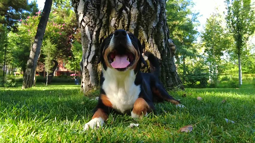 An Entlebucher Mountain Dog rests on the grass in a city park after an active game.