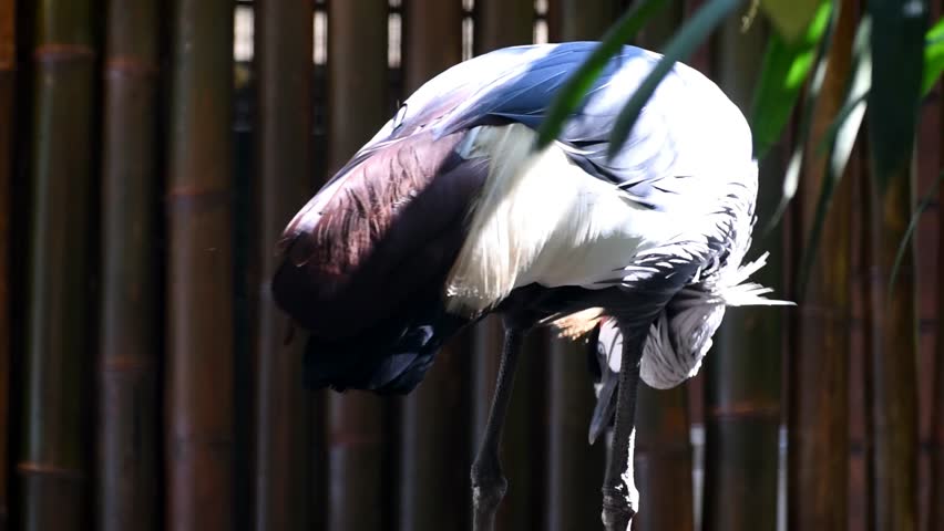 A beautiful Grey Crowned Crane with elegant feather texture and crown.