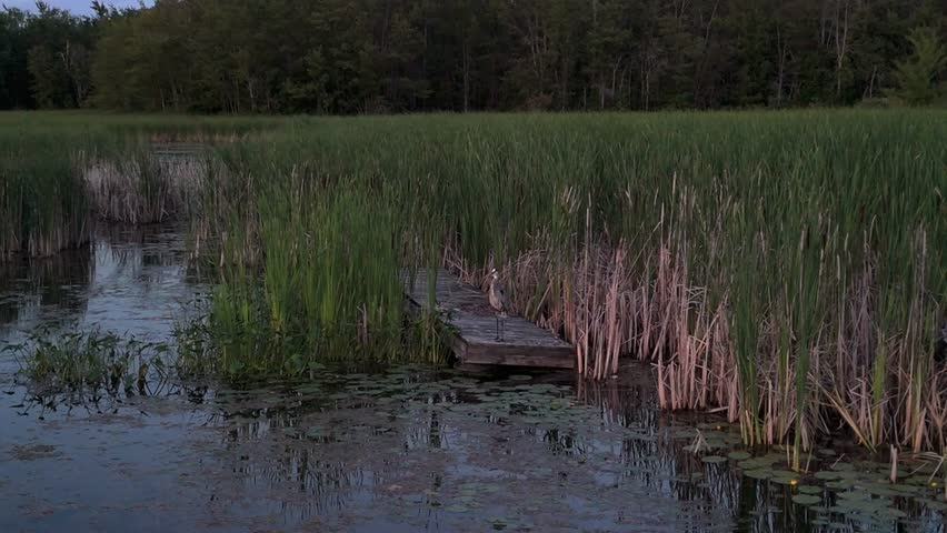 An aerial view of a great blue heron in tall swamp grass at sunset in Orillia, Ontario, Canada