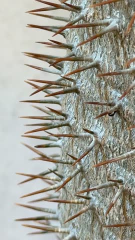 Close-up of tree bark with sharp thorns and textured surface, ideal for nature background video
