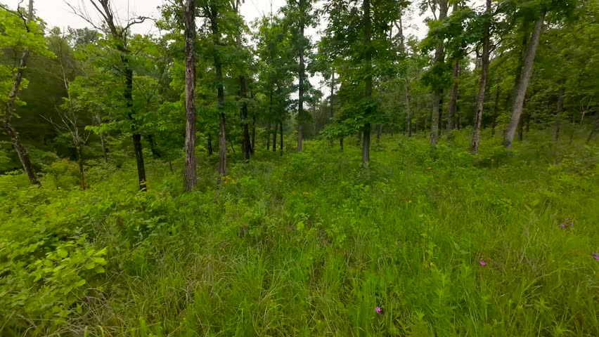 An FPV Drone shot flying between the trees of an Ozark Forest in Southern Missouri. It is daytime under a cloudy sky.