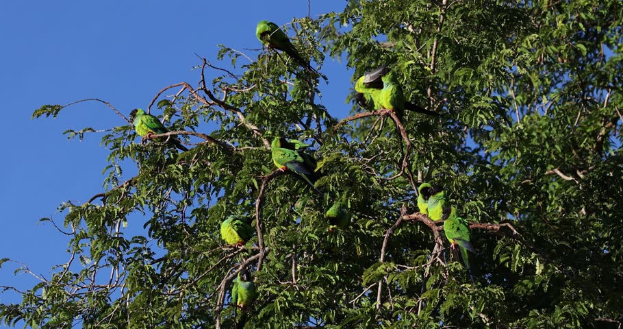 Nanday Parakeet in the Pantanal, the largest wetland in the world, birds, exotic