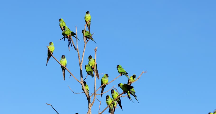 Nanday Parakeet in the Pantanal, the largest wetland in the world, birds, exotic