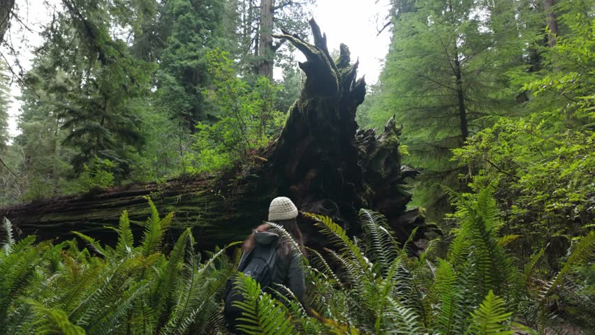 Gimbal wide panning shot of a giant fallen redwood tree along a hiking trail in Redwoods National Park, California. 4K.