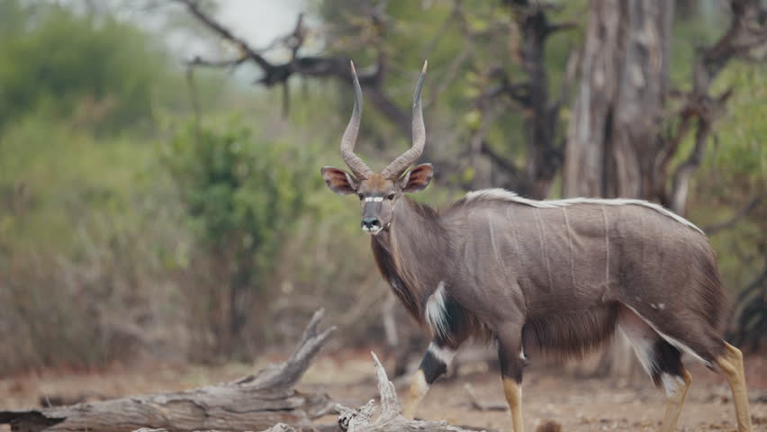 Male nyala walking gracefully through its natural habitat in Gonarezhou National Park, Zimbabwe