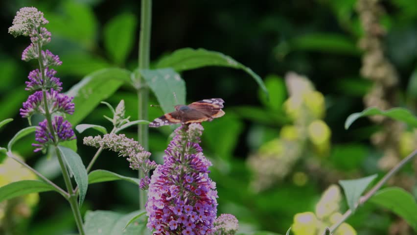 Painted Lady butterfly balancing in top of a buddleia with wings wide open as the breeze moves them both.