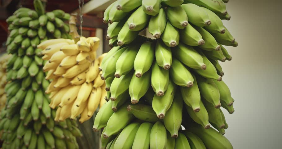 Hanging bunches of ripe green and yellow bananas at Lavradores Market in Madeira, capturing the tropical charm of local fruit stalls