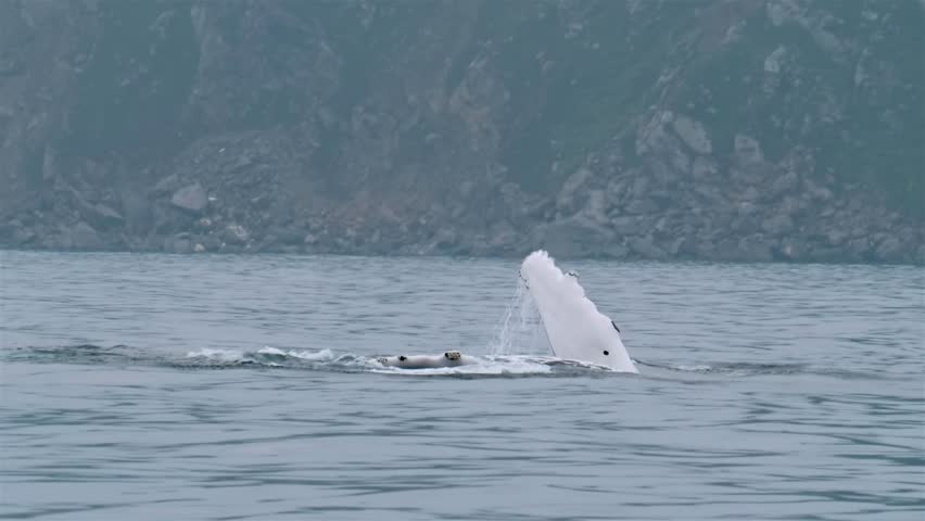Humpback Whale, Megaptera novaeangliae, flipper flapping in Donegal Bay, Ireland
