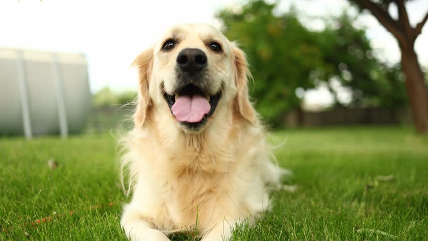 A playful golden retriever lies on green grass, enjoying a sunny afternoon in the park. Its mouth is open in a joyful expression as it interacts with a red apple nearby.