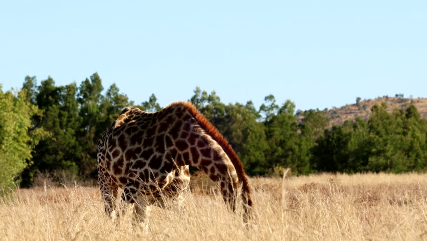 Stunning pattern on coat of African giraffe feeding head down among tall grass