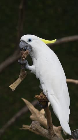 The parrot's beak is so strong that it can be used to tear tree bark and even cut branches.