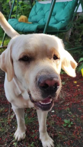 dog, yellow, cute, mammal, pet, animal, looking, happy, breed, outdoors, labrador, funny, domestic, obedience, playful, fun, golden, labrador retriever, lifestyle, nature, background, cheerful, smilin