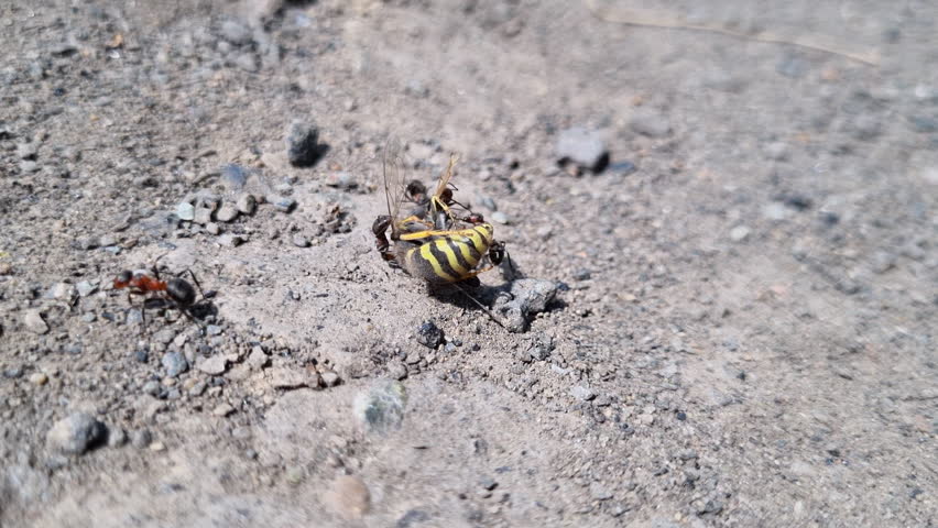 Black ant colony aggressively attacking wasp, revealing predatory survival dynamics on sandy terrain during intense territorial confrontation
