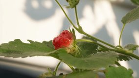 Close up camera slide shows small ripening strawberry in home container garden early morning.  Small fruit growing with ants crawling on stem in background.  Organic food concept - Powered by Shutterstock - Get 15% off with code: PIKWIZARD15