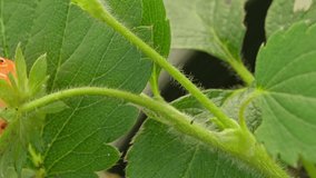 Macro view of small strawberry ripening in home garden with ants crawling up and down the stem and fruit.  Very small insects and mites can also be seen.  Home grown organic food concept.  - Powered by Shutterstock - Get 15% off with code: PIKWIZARD15