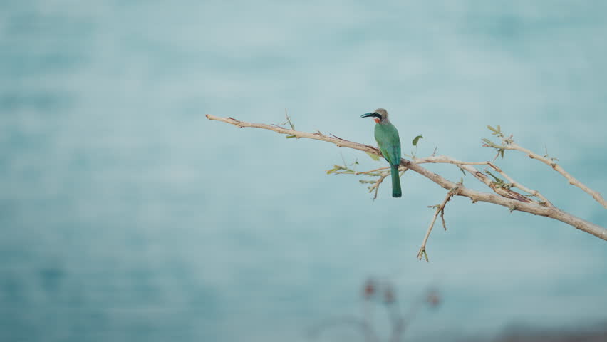 Pair of bee eater birds on a branch in. One bird flies in with a dragonfly and feeds it to the other, Special wildlife moment