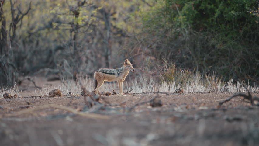 Black backed jackal in its natural arid habitat in Gonarezhou National Park, Zimbabwe. Low angle shot