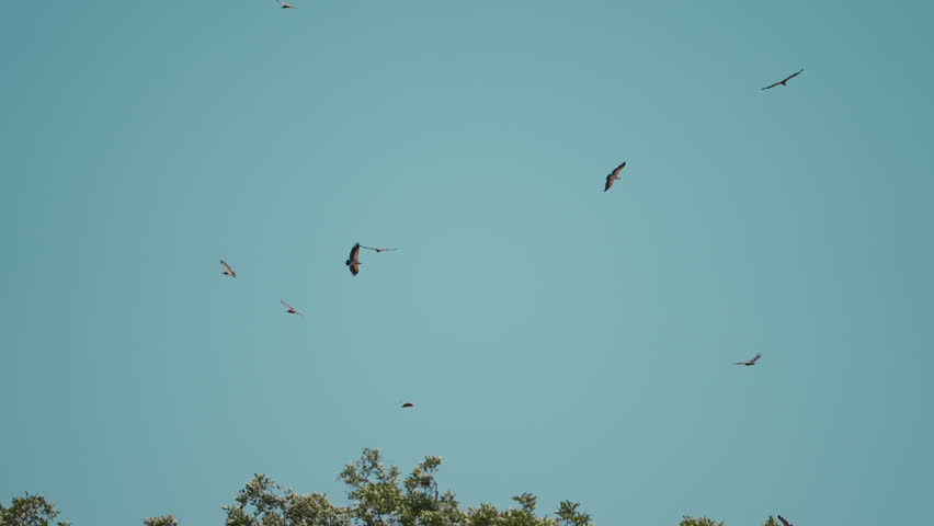 Group of vultures flying in the sky over Gonarezhou National Park, Zimbabwe. Slow motion shot capturing their circling and gliding behavior