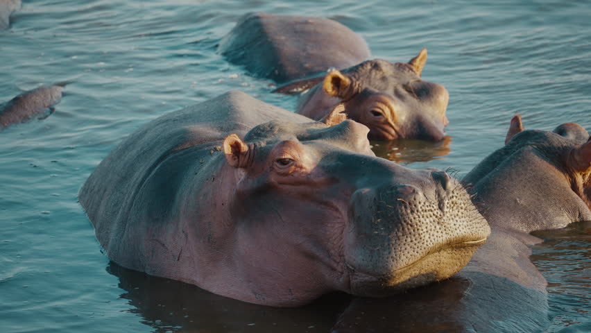 Tight group of hippos in the river in Gonarezhou National Park, Zimbabwe, focusing on one central hippo 01