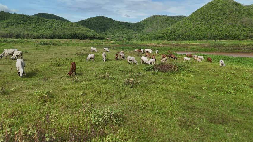 aerial photography ducumentary Herd of cows grazing on the meadow near the lake at sunset 