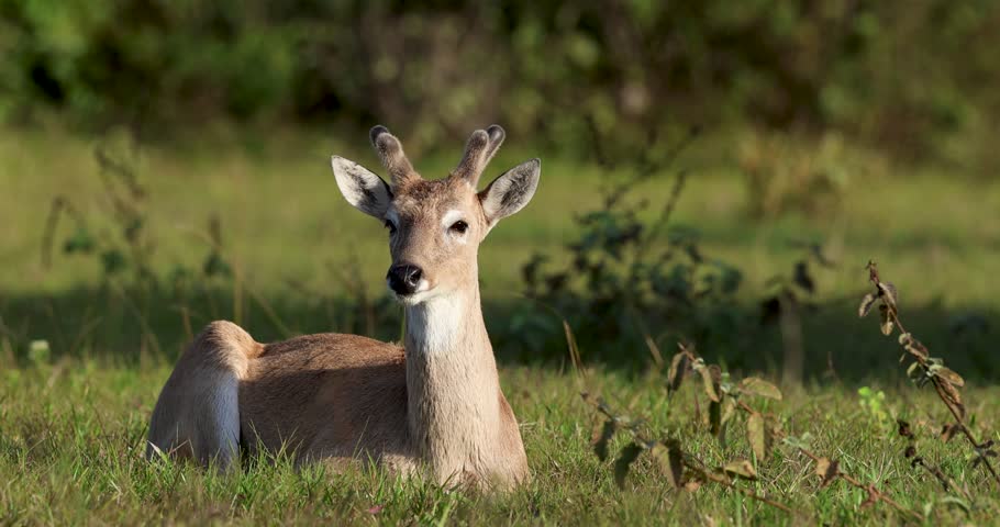Pampas deer released into the wild in the Pantanal