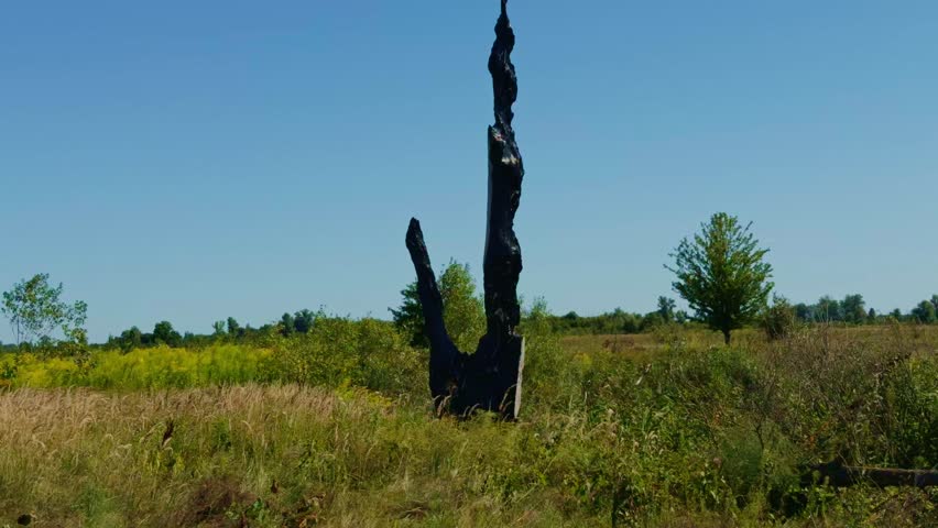 Charred Tree Trunk Standing In Field. Aftermath Of Wildfire. Environmental Damage To Landscape. Burned Forest Remains. Dead Tree. Natural Disaster. Result Of Forest Fire. Blackened Wood Burnt Tree