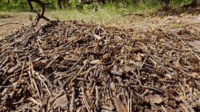 Forest Floor Covered In Pine Needles. Organic Ground Debris In Woodland. Autumnal Leaves And Pine Cones. Natural Woodland. Ground With Dry Leaves And Needles. Peaceful Forest Sunny Day. Ground Cover - Powered by Shutterstock - Get 15% off with code: PIKWIZARD15