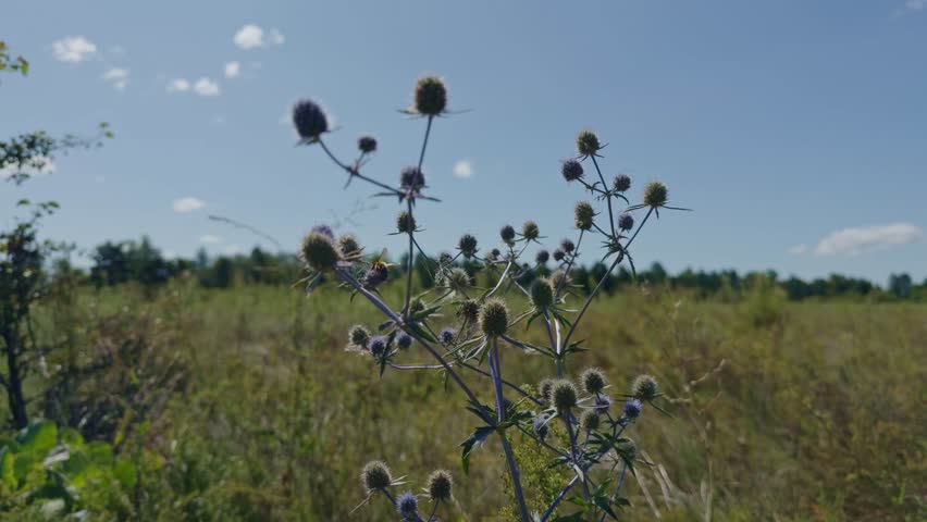 Spiky Thistle Plant In Field. Wildflowers And Dry Grass In Countryside. Thorny Plant With Small Purple Blooms. Nature And Summer Wildflower. Rural Landscape With Wild Plants. Spiky Plant Thistle