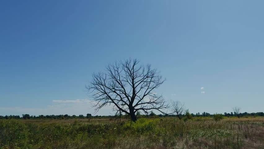Solitary Leafless Tree In Middle Of Field. Lone Tree. Rural Landscape With Dry Grass And Bare Tree. Peaceful Outdoor Environment. Late Summer Or Autumn Scene. Dry Field Tree Without Leaves. 