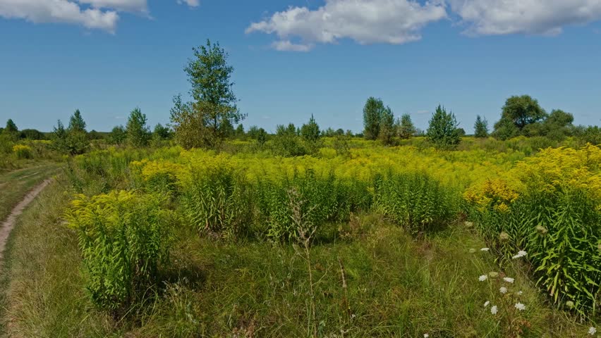 Goldenrod Blooming On Summer Day. Beautiful Wildflowers In Countryside. Tranquil Scene Of Nature And Greenery. Scenic View Of Summer Meadow. Peaceful Sunny Day In The Rural Field. Summer Meadow Bloom