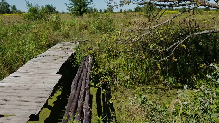 Rustic Wooden Walkway Over Swampy Landscape.Narrow Path Through Wild Grasses. Summer Countryside Scenery. Rural Nature Trail. Hiking Path Over Marsh. Peaceful Wilderness Scene.Untouched Natural Beauty