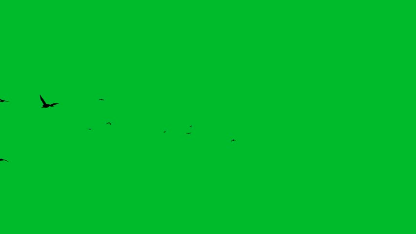 Flock of Flying Ducks, 4K Green screen animation