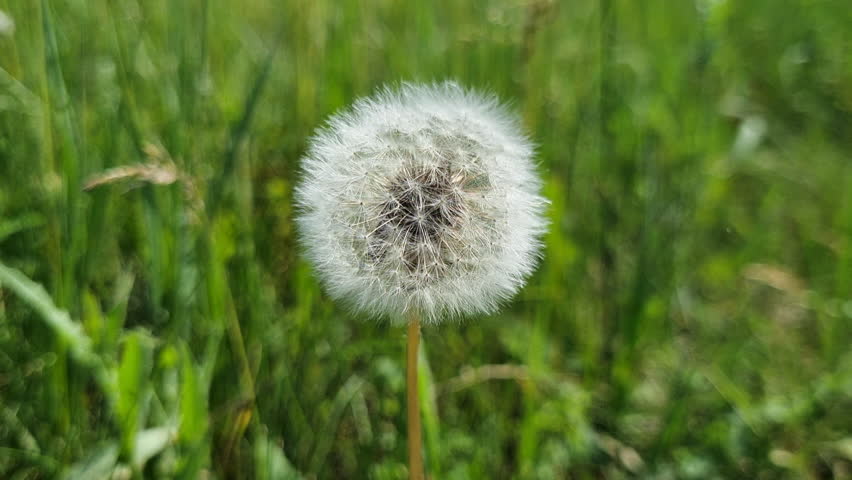 Delicate white dandelion seed head standing motionless among lush green grass, embodying fragile beauty and serene natural landscape