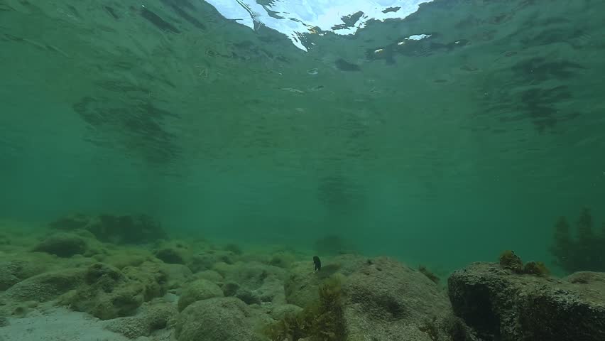 Juvenile blacktip reef shark – Carcharhinus melanopterus – swims sideways in a shallow shark nursery off Malapascua Island, Philippines.