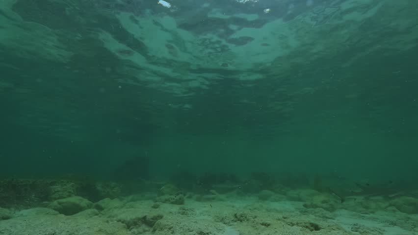 A juvenile blacktip reef shark – Carcharhinus melanopterus – swims calmly in a protected shark nursery near Malapascua Island, Philippines.