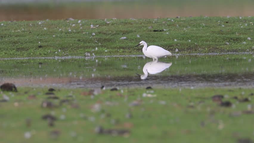 Snowy egret (Egretta thula) walking and feeding along the shoreline of Shugru Reservoir in Lassen County, California.