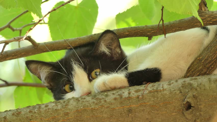 A small kitten is resting on a branch after hunting birds.