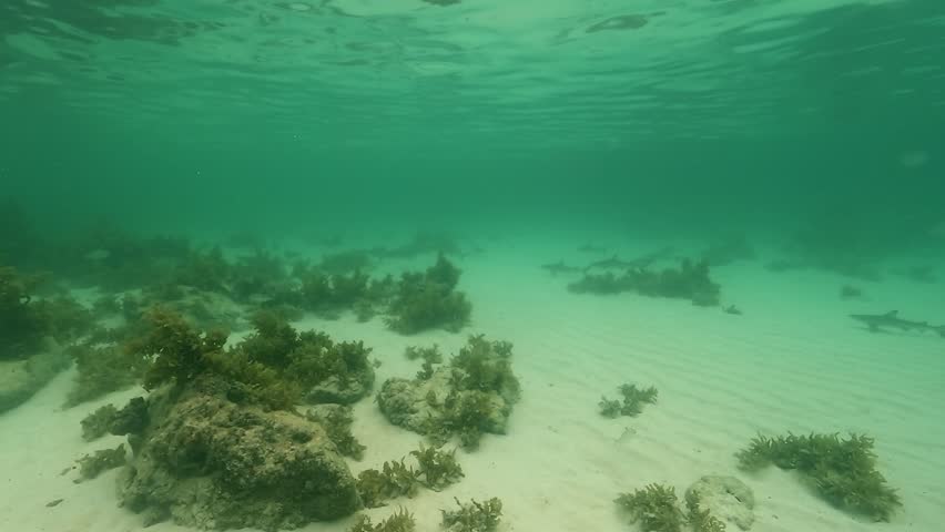 Juvenile blacktip reef sharks – Carcharhinus melanopterus – swim in the shallow waters of a natural nursery off Malapascua Island, Philippines. Check my portfolio for more shark footage.