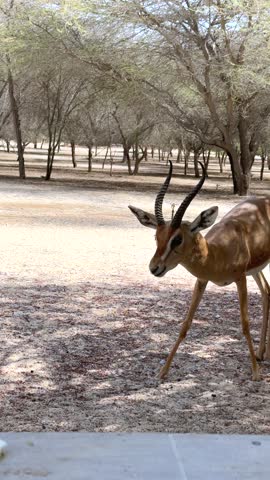 Desert resort framed by sunlit park as gazelle lowers head, gazelle moving past verdant trees with soft shadows, creating peaceful desert resort setting.
