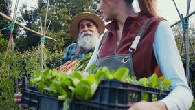Happy family collecting vegetables and greens, and working in the vegetable garden having fun enjoying the healthy lifestyle.	 - Powered by Shutterstock - Get 15% off with code: PIKWIZARD15