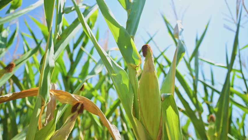 Close-up of ripe corn cob growing on the plant in a summer field under clear blue sky. 4K with selective focus.